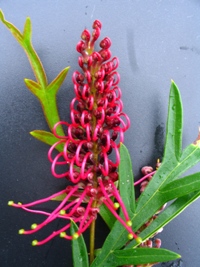 Grevillea Burgundy Beauty