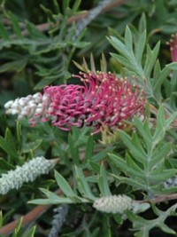 Grevillea Carpet Layer