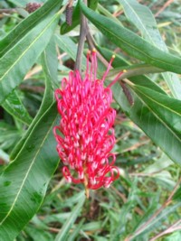 Grevillea Coastal Glow