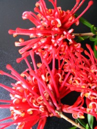 Grevillea Poorinda Constance