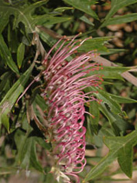 Grevillea Copper Rocket