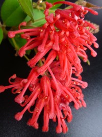 Grevillea rhyolitica