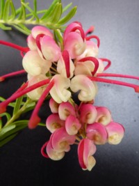 Grevillea Fancy Nancy