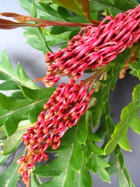 Grevillea Fanfare