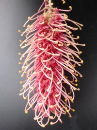 Grevillea Flamingo