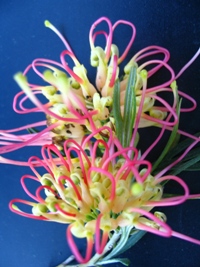 Grevillea Flora Mason