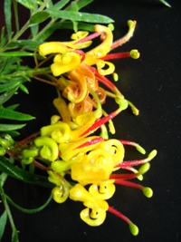 Grevillea Goldrush