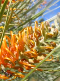 Grevillea Honey Wonder