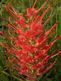 Grevillea Jester