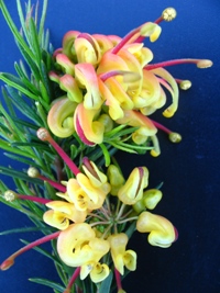 Grevillea Austraflora Jubilee