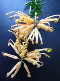 Grevillea junipera Molonglo