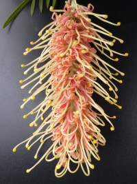 Grevillea Kay Williams