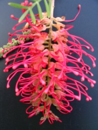 Grevillea Lana Maree