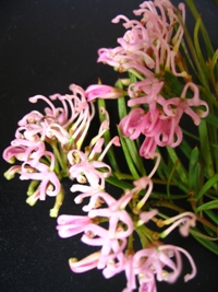 Grevillea leiophylla