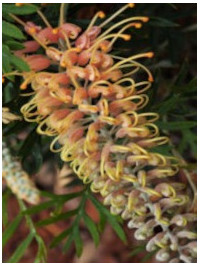 Grevillea Lemon baby