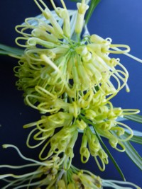 Grevillea Lemon Supreme