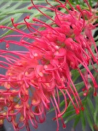 Grevillea Little Robyn