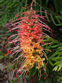 Grevillea Loopy Lou