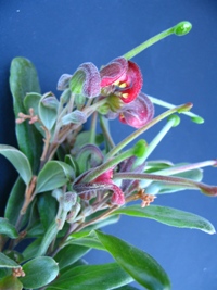 Grevillea masonii