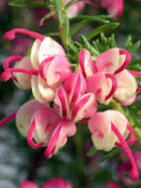 Grevillea Pink Pixie