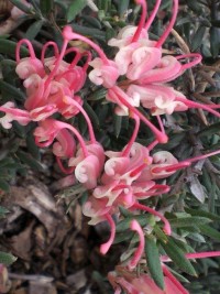 Grevillea Pinkie Petite