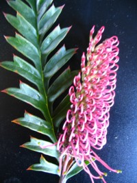 Grevillea Poorinda Peter