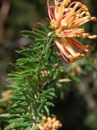 Grevillea Poorinda Queen