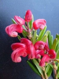 Grevillea Poorinda Ruby