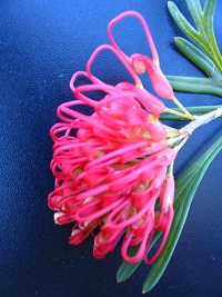 Grevillea Red Sunset