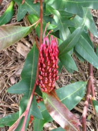 Grevillea Royal Mantle