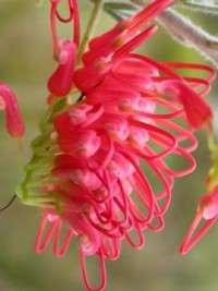 Grevillea preissii Sea Spray