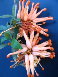 Grevillea Shades of Green