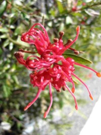 Grevillea Splendour