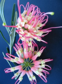 Grevillea stenomera Pink