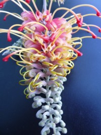 Grevillea Strawberry Sundae