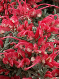 Grevillea lavandulacea Tanunda