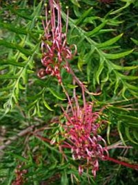 Grevillea towera