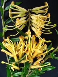 Grevillea Winter Gold