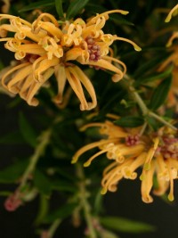 Grevillea Sunkissed