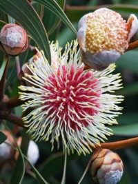 Hakea laurina