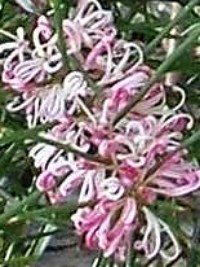 Hakea sericea pink