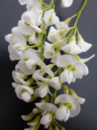 Hardenbergia violaceae alba shrub