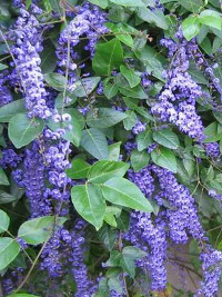 Hardenbergia comptoniana