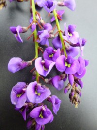 Hardenbergia Happy Wanderer