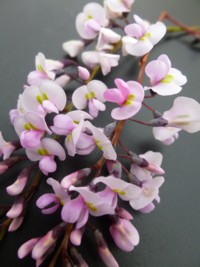 Hardenbergia violaceae rosea