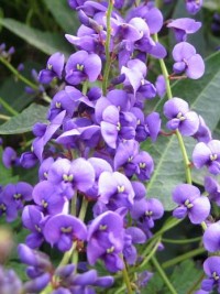 Hardenbergia violacea