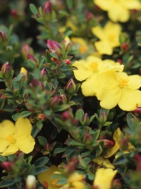 Hibbertia aspera