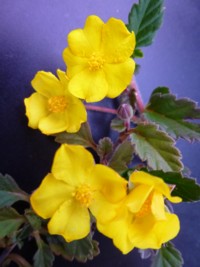 Hibbertia grossulariifolia