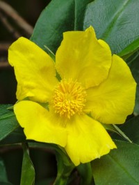 Hibbertia scandens