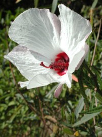 Hibiscus heterophyllus